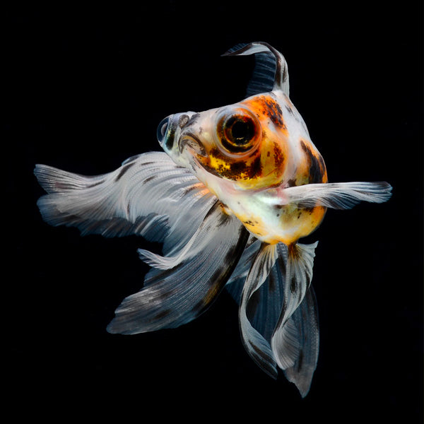 Goldfish