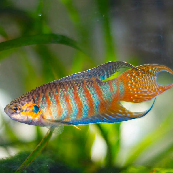 Gourami