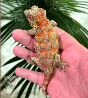 Gargoyle Geckos