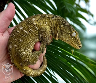Leachies and Others