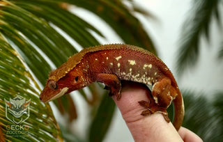 Crested Geckos