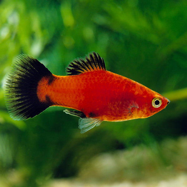 Platy