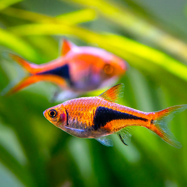 Rasbora