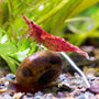 SomethingFishyLLC