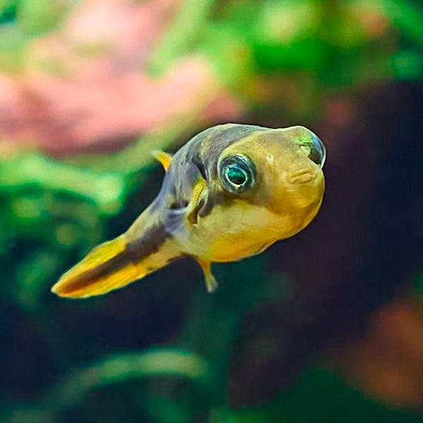 Puffer – SomethingFishyLLC