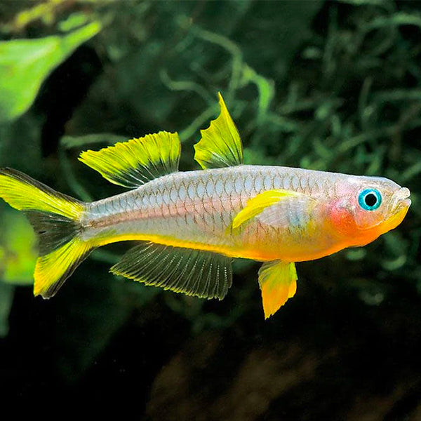 Rainbowfish