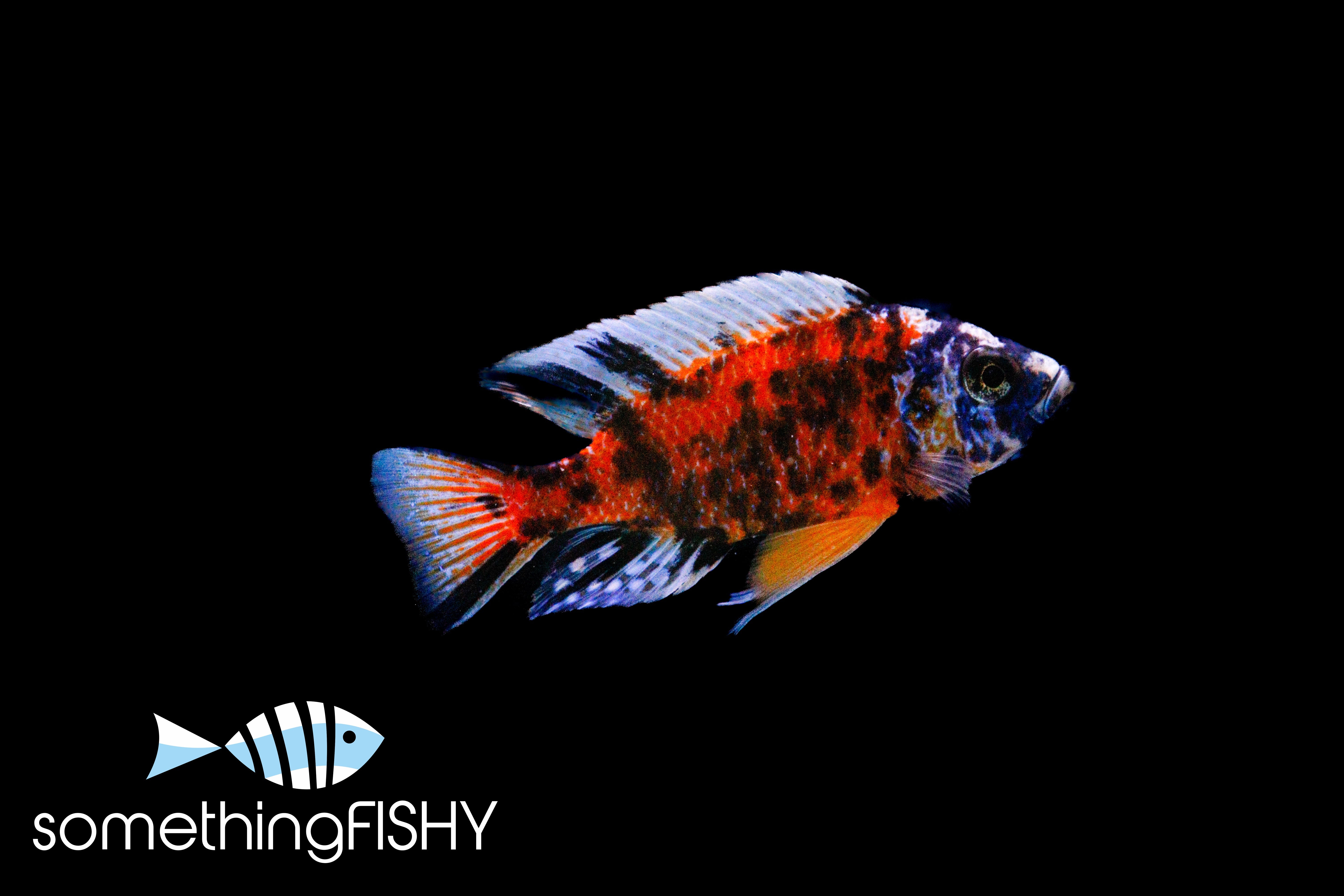 WYSIWYG Fish – SomethingFishyLLC