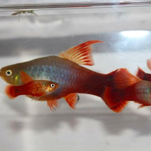 WYSIWYG Fish