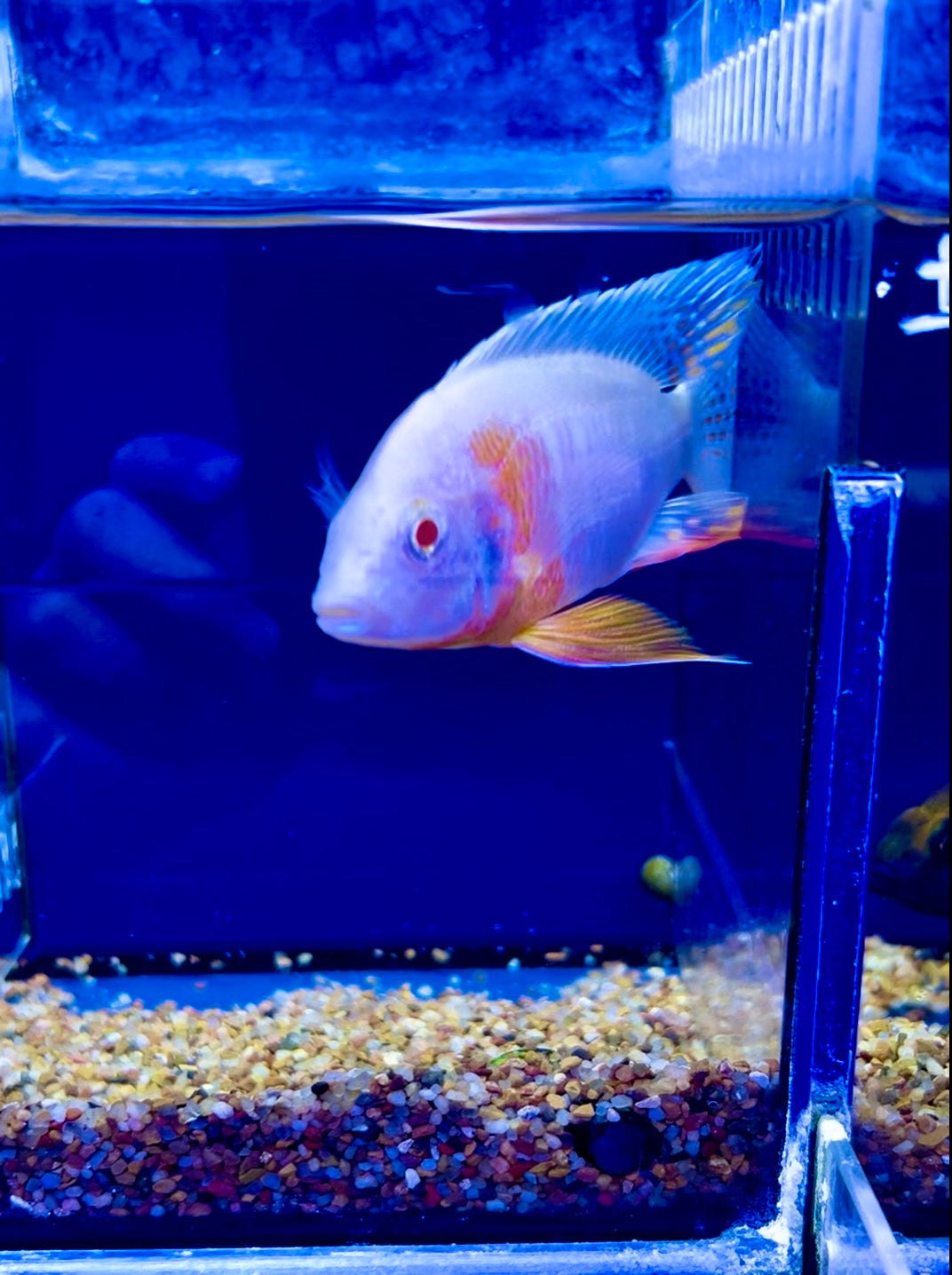 #4 Albino Strawberry Peacock 4