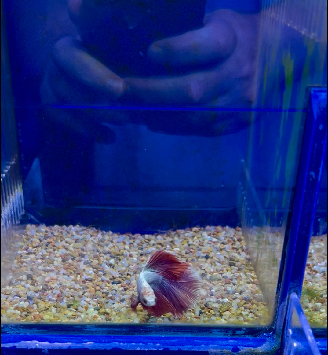 #8 Male Betta