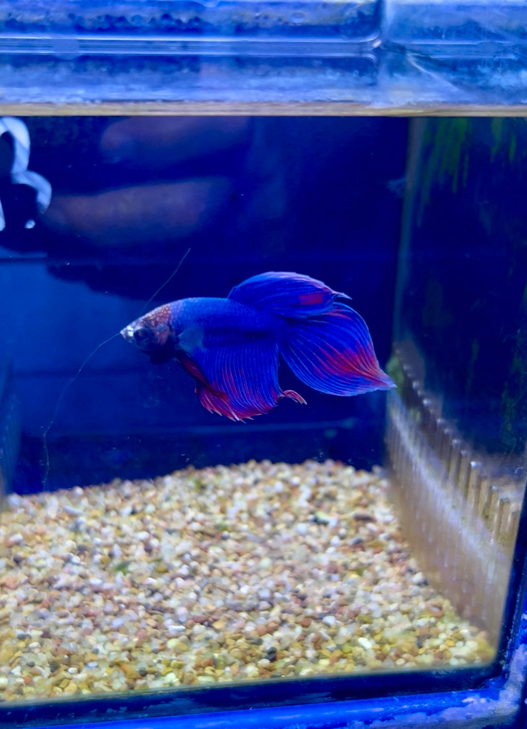 #13 Male Betta