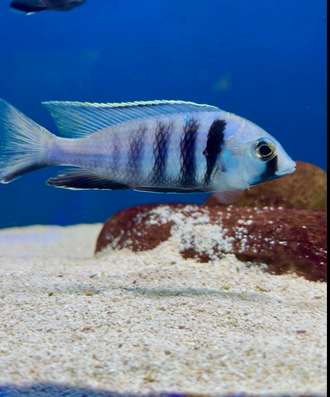 #3 Deepwater Electra Hap 4