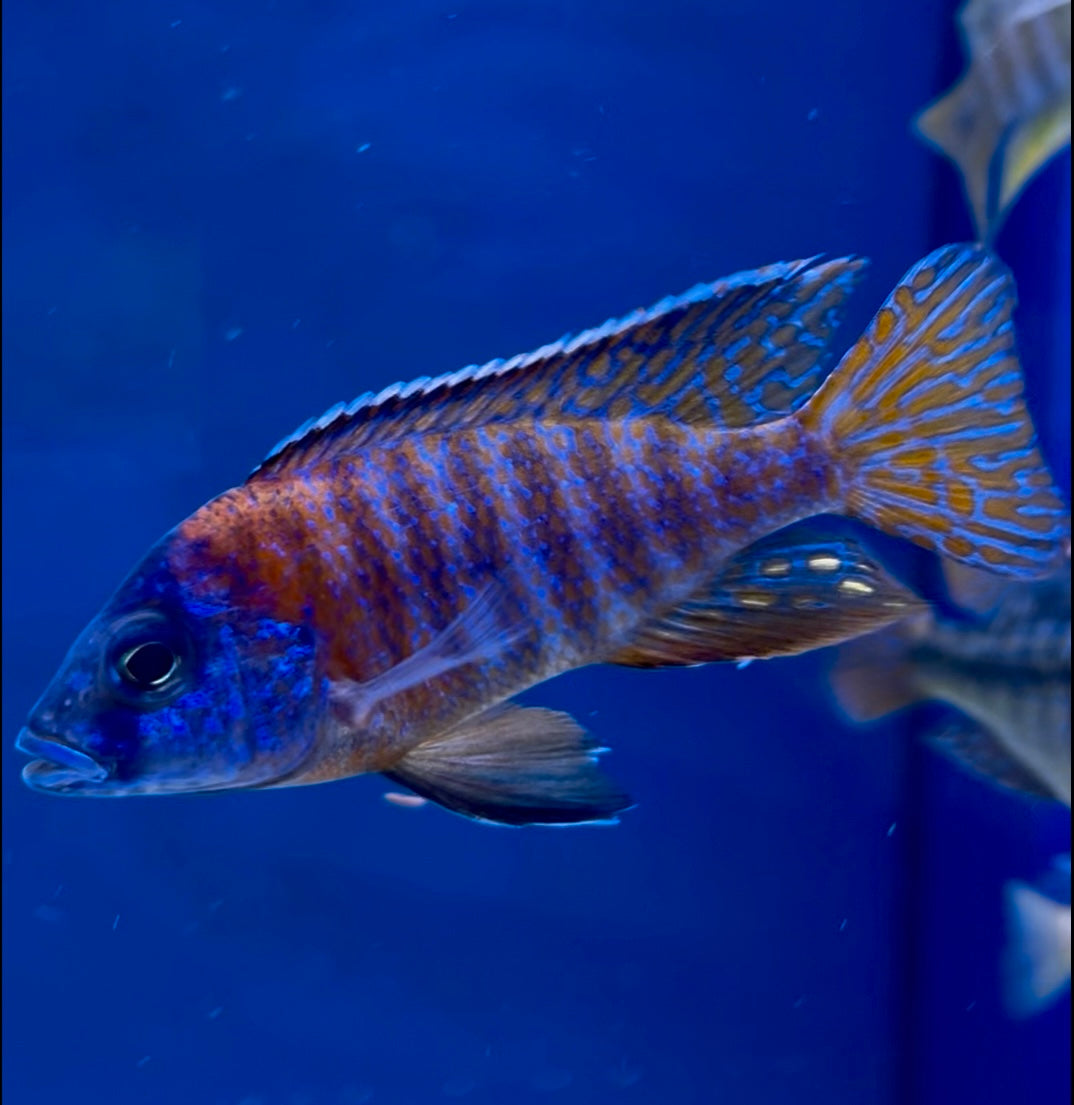 #5 German Red Peacock 4