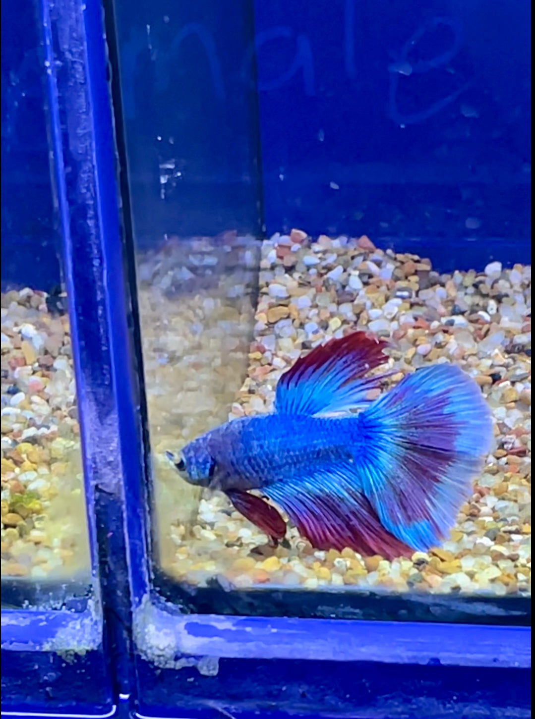 #11 Male Betta