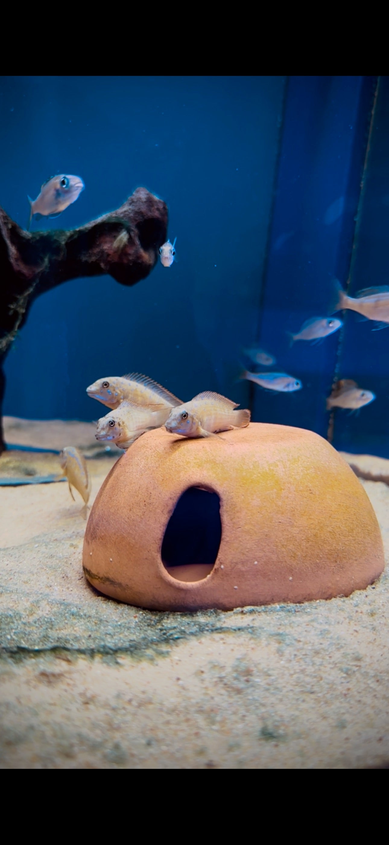 Congo Eretmodus Goby Cichlid