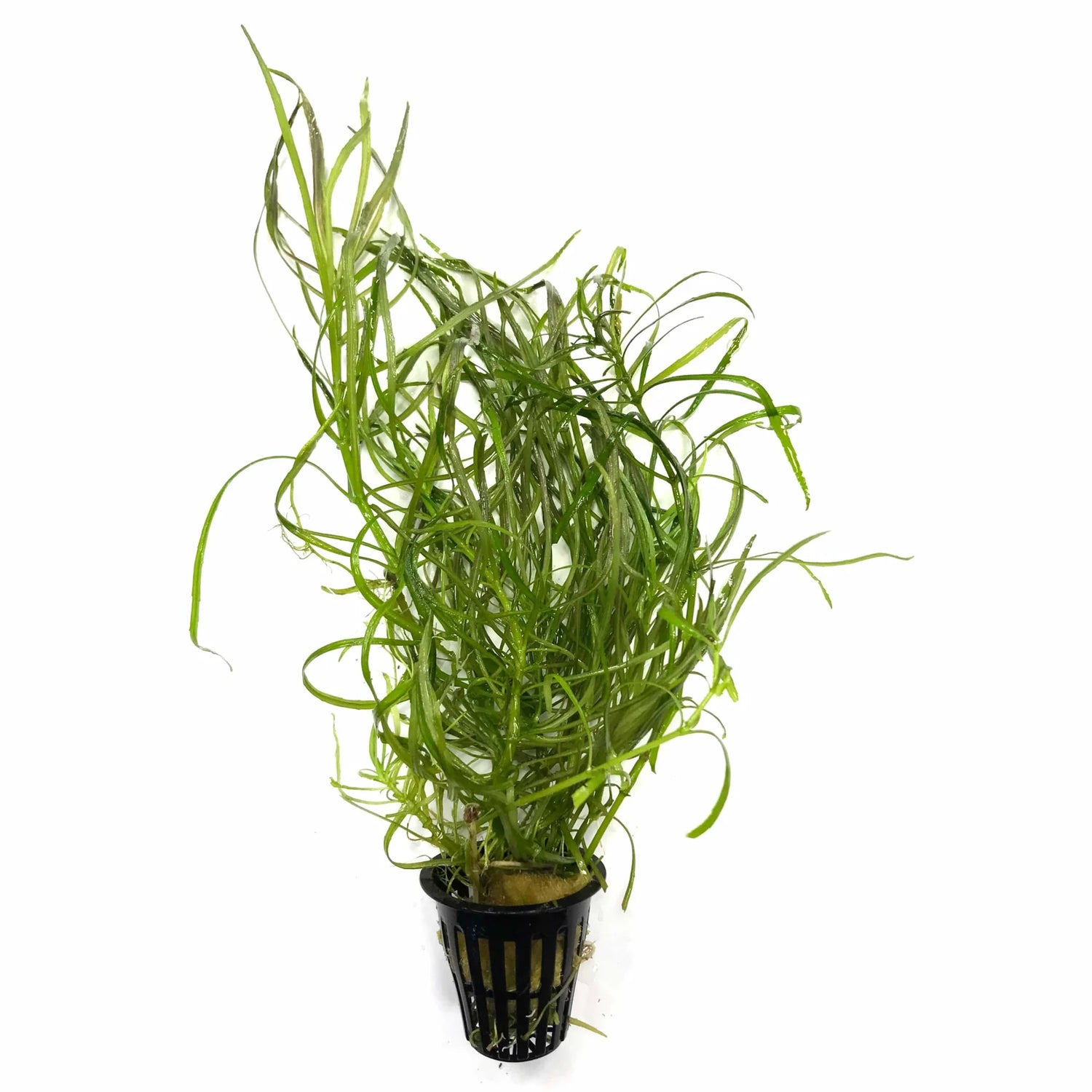 Pogostemon Stellatus Narrow Leaf Plant Pot