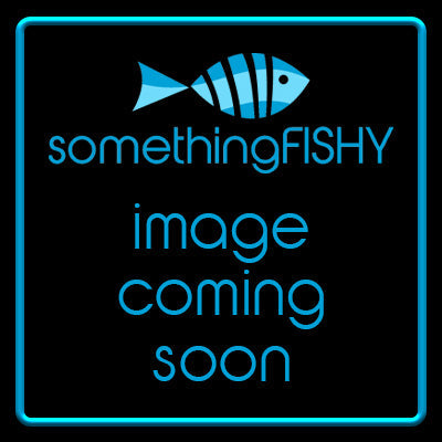 Angelfish Mix Small