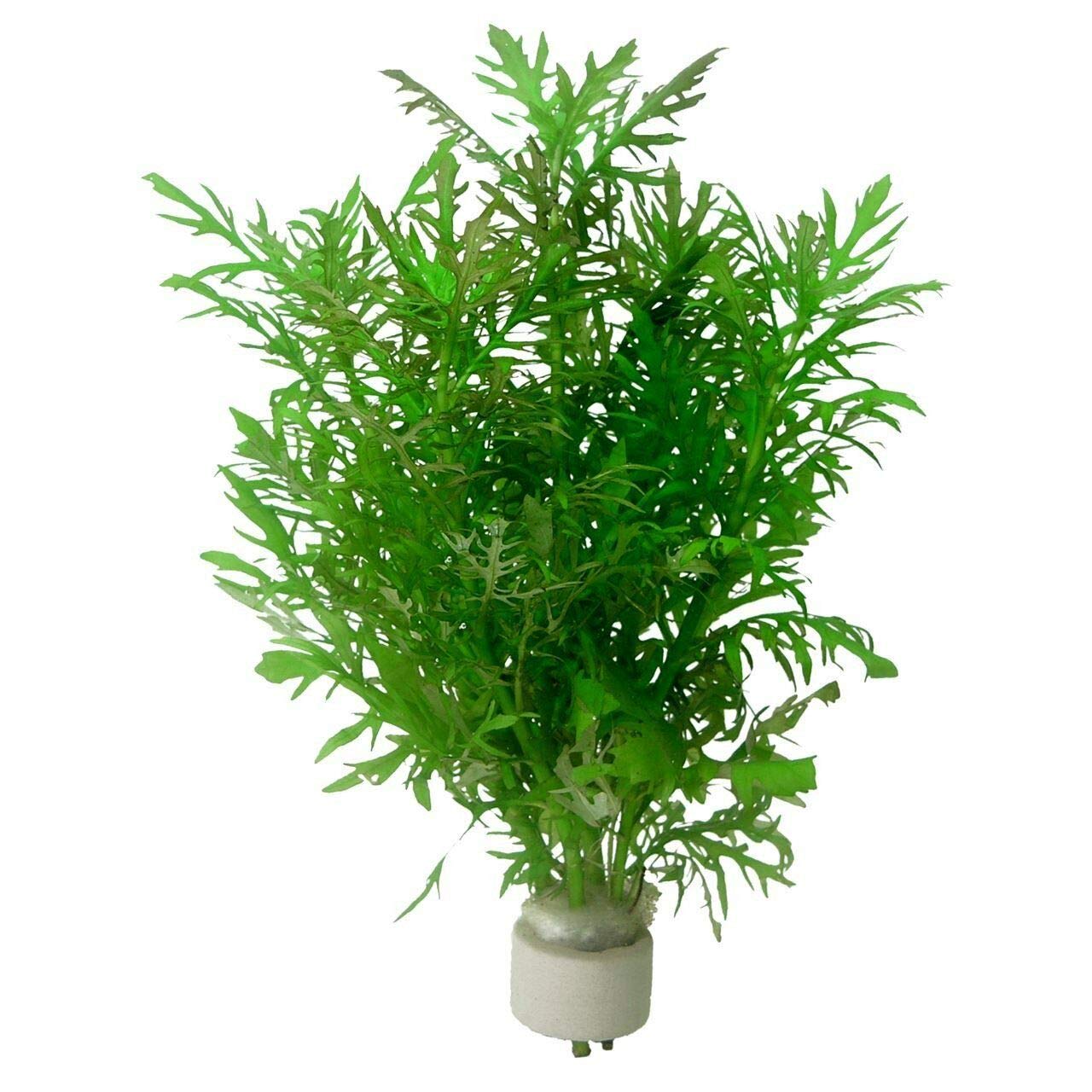 Wisteria Plant Pot