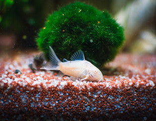 Albino Corydoras