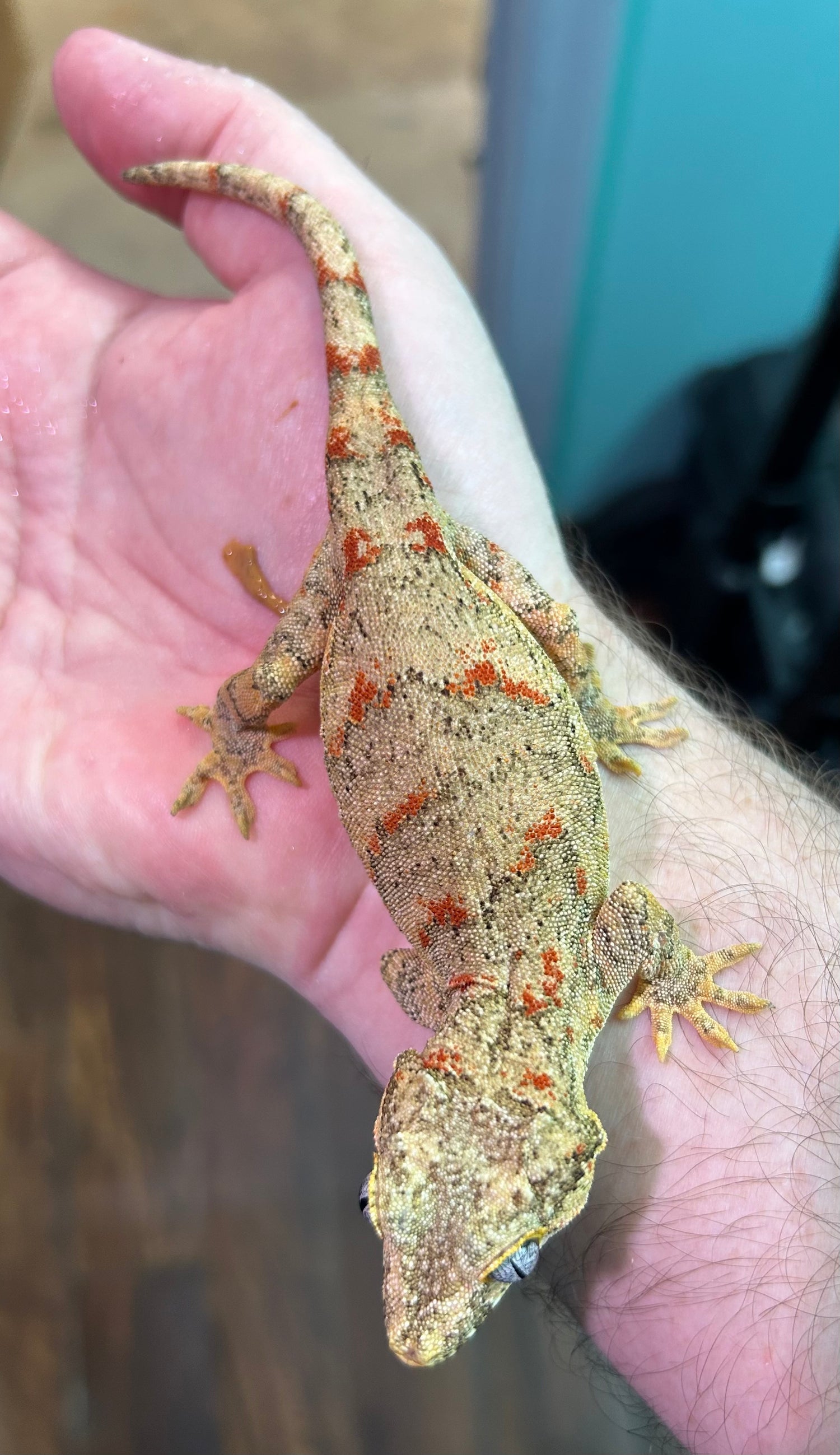 RTB Orange Blotch Gargoyle Gecko Female