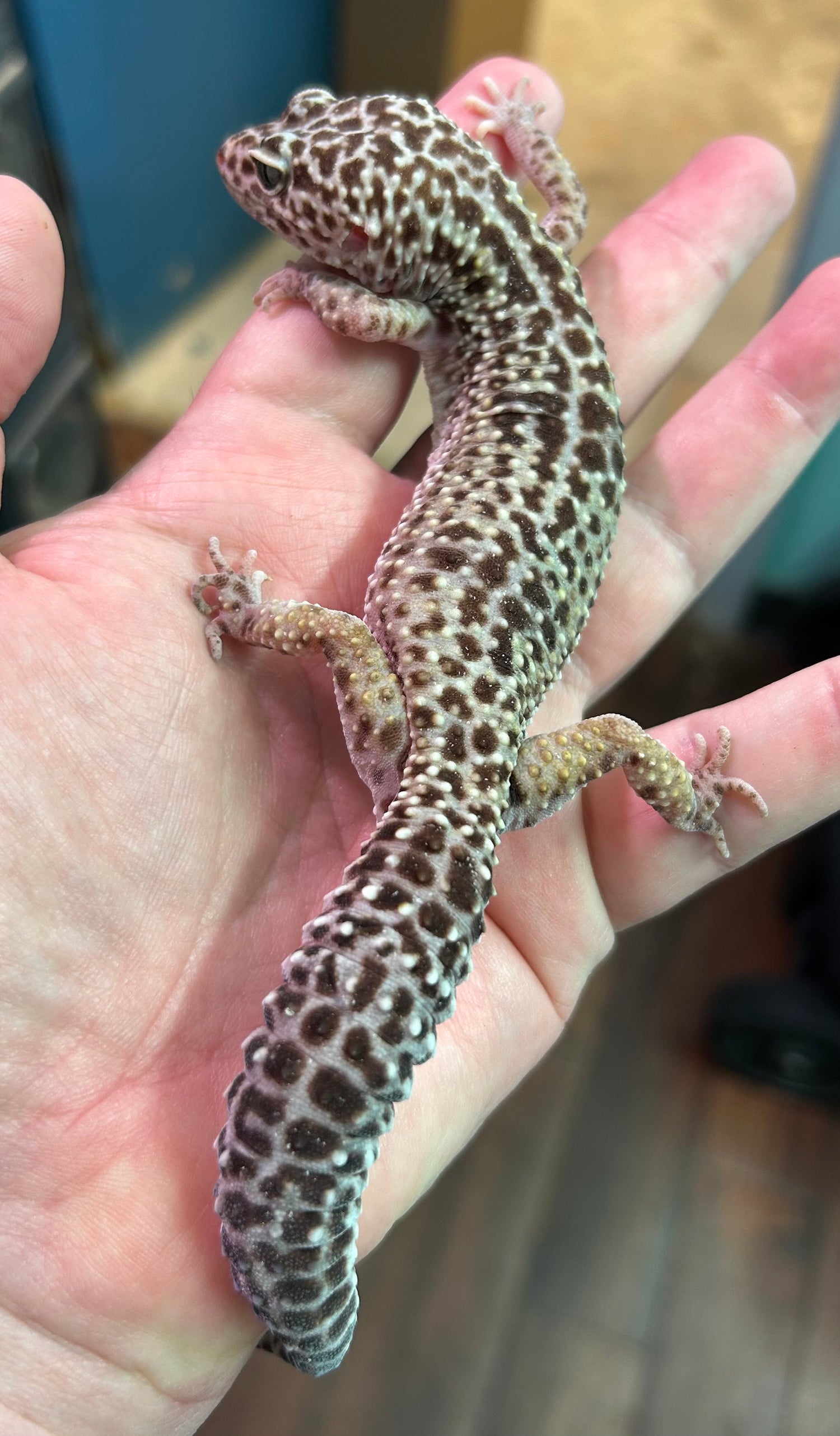 RTB TUG Snow Leopard Gecko Female