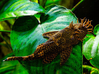 Bristlenose Plecostomus