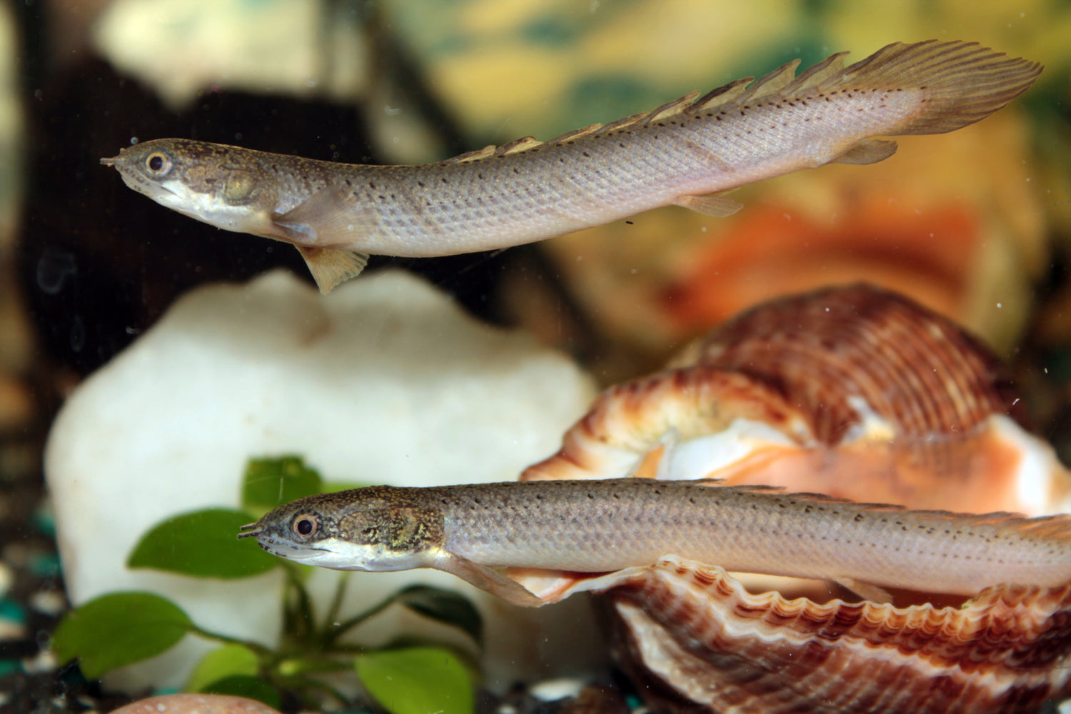 Dinosaur (Senegal) Bichir