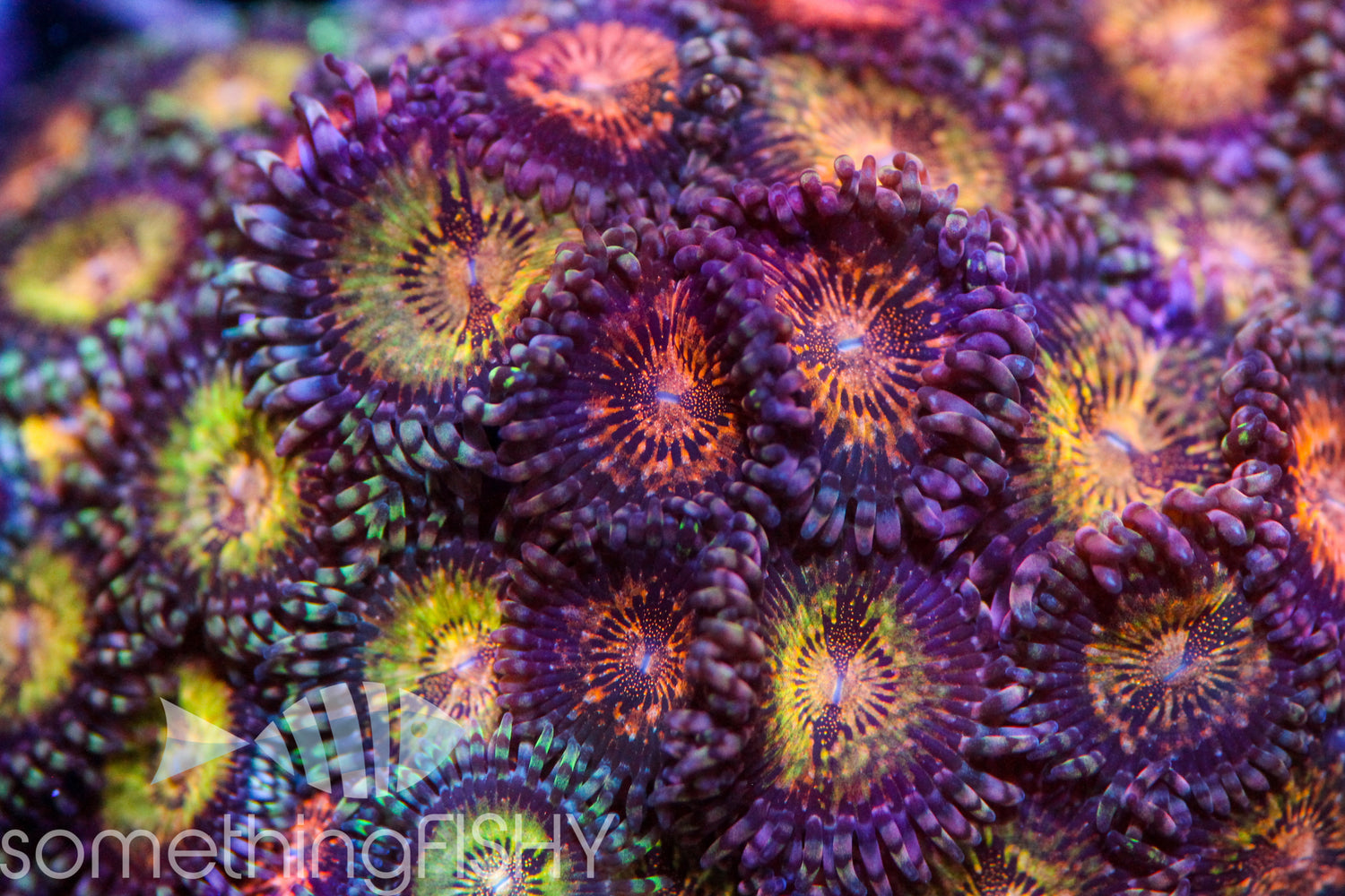 Pandora Paly/Zoa