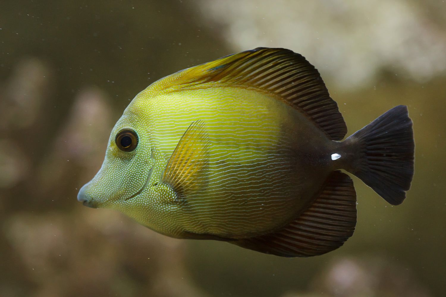 Scopas Tang Med