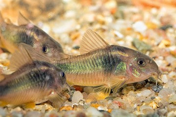 Green Corydoras