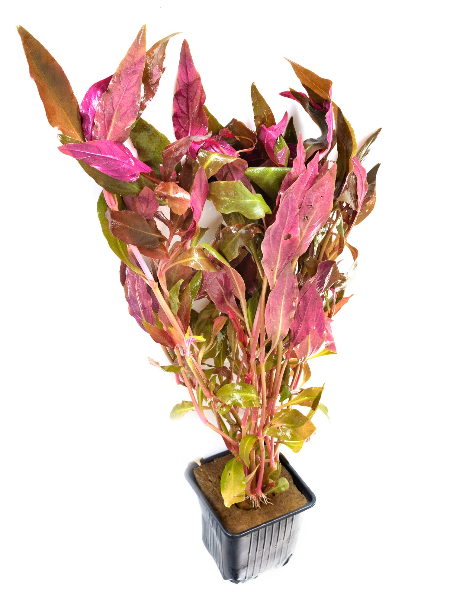 Scarlet Temple Plant Pot
