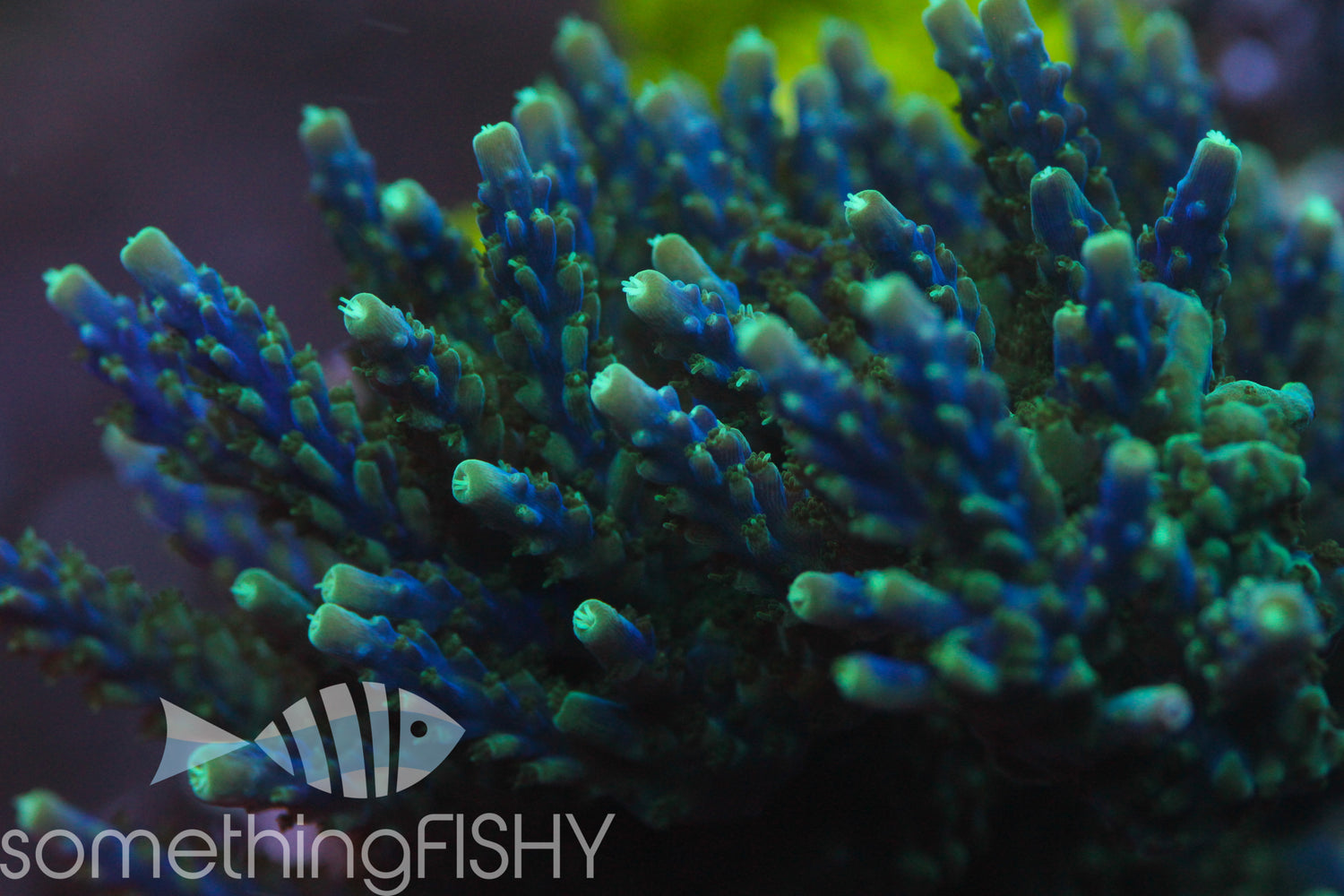 Tri Color Valida Acropora