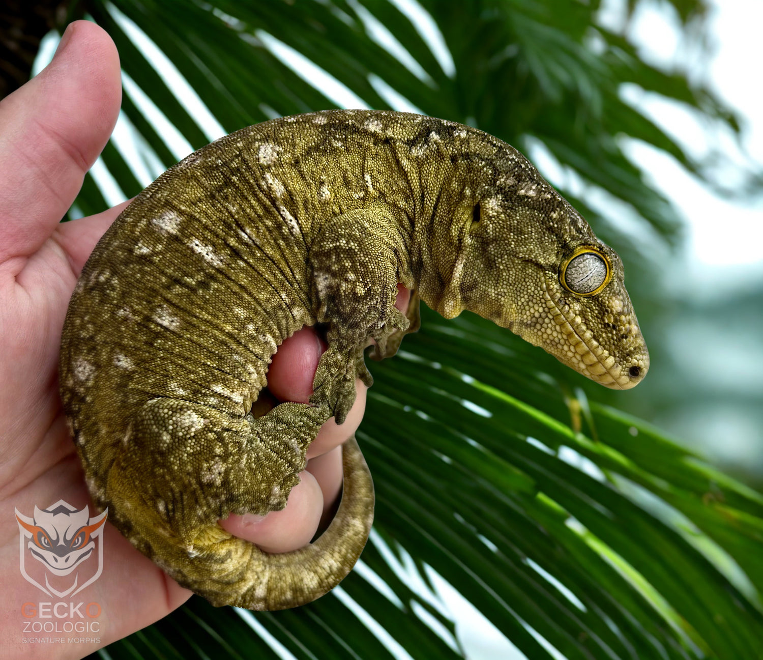 Yate x GT Cross Leachianus Gecko Female