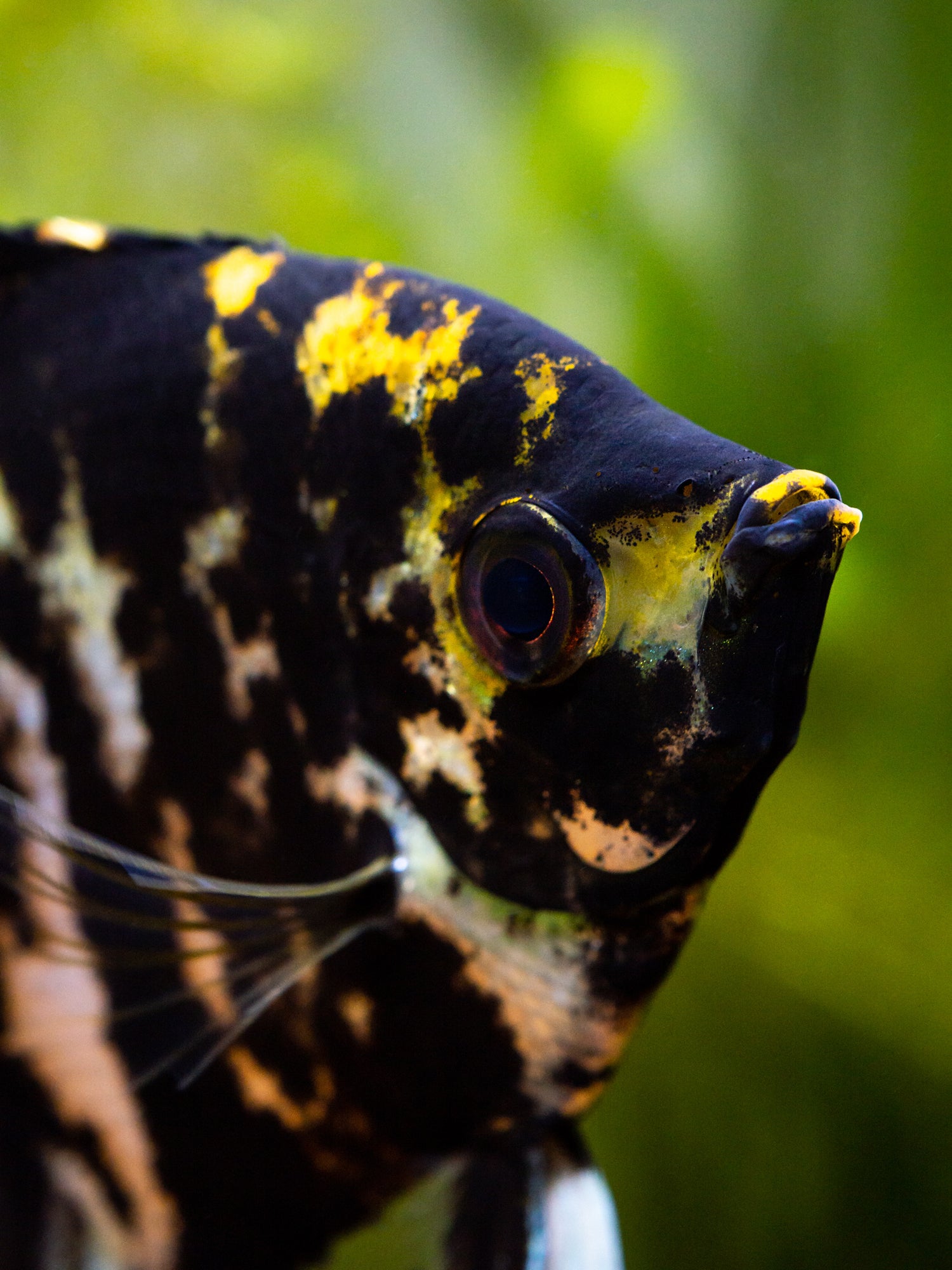 Angelfish Mix Medium