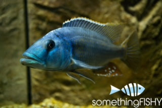 Fuscotaeniatus Cichlid 2