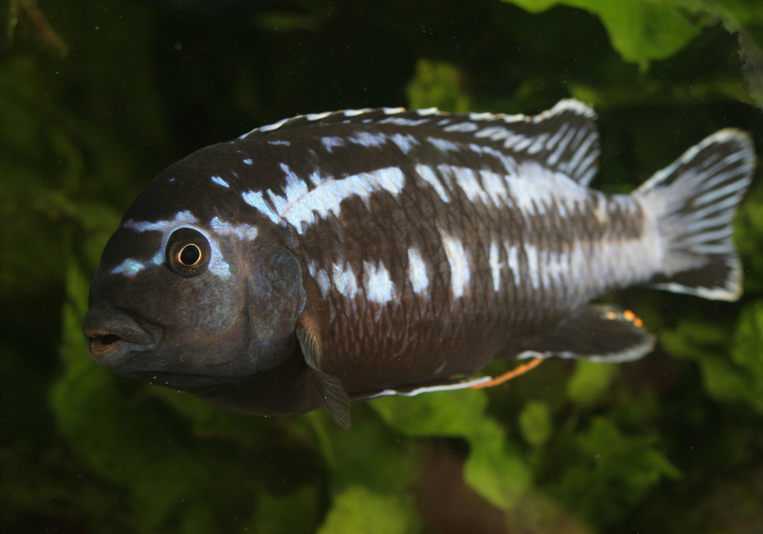Electric Blue Johanni Cichlid