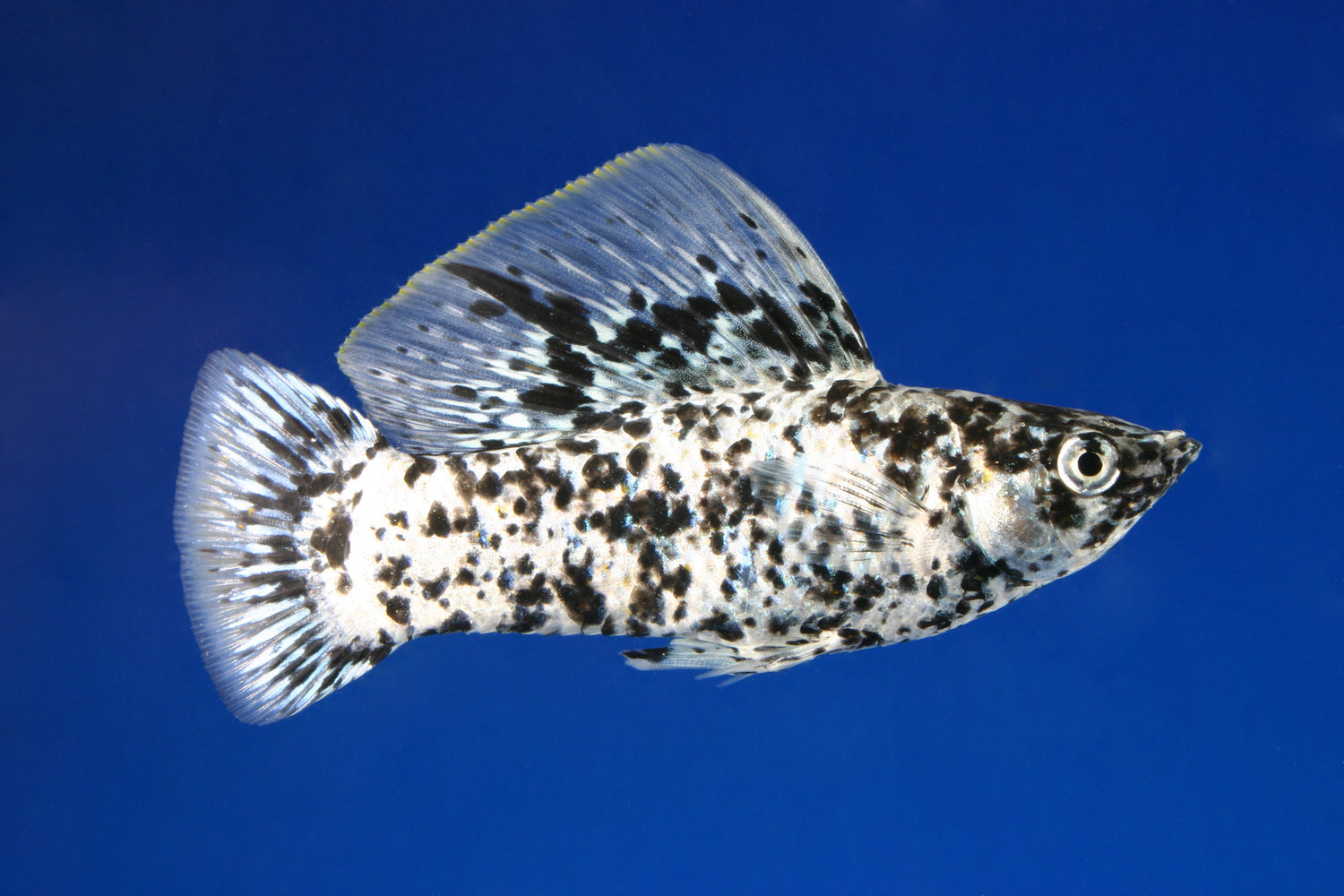 Dalmation Sailfin Molly