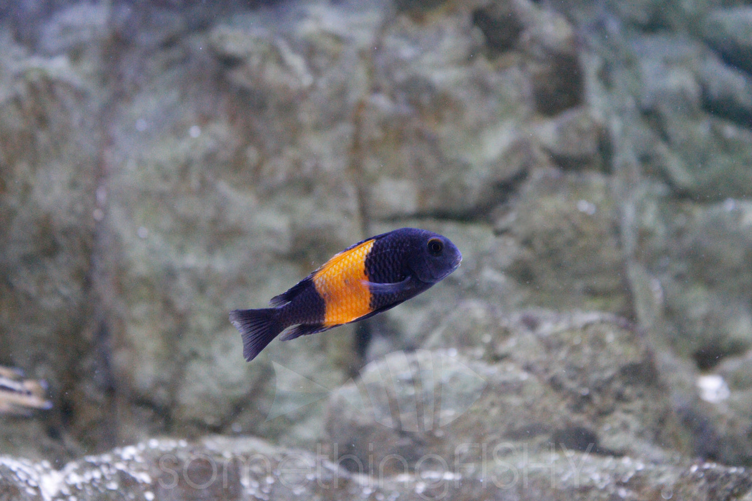 Tropheus Sp. Bemba 1