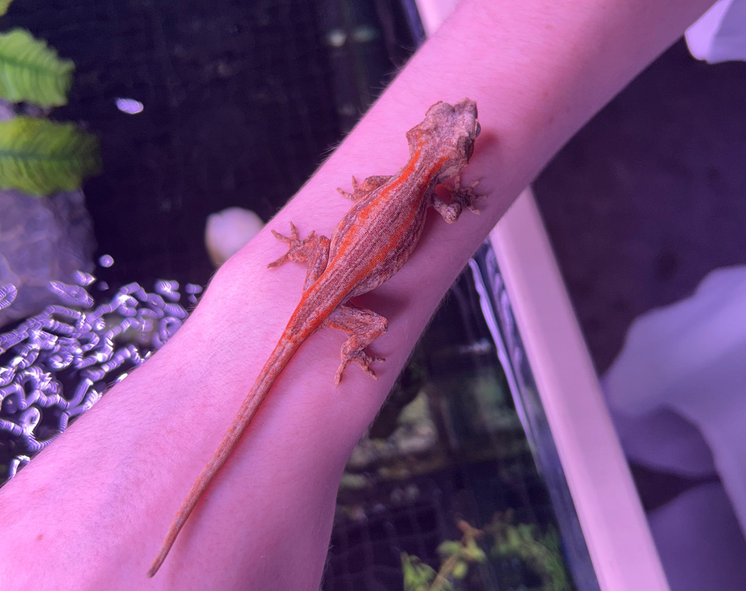 Red Stripe Gargoyle Gecko Unsexed
