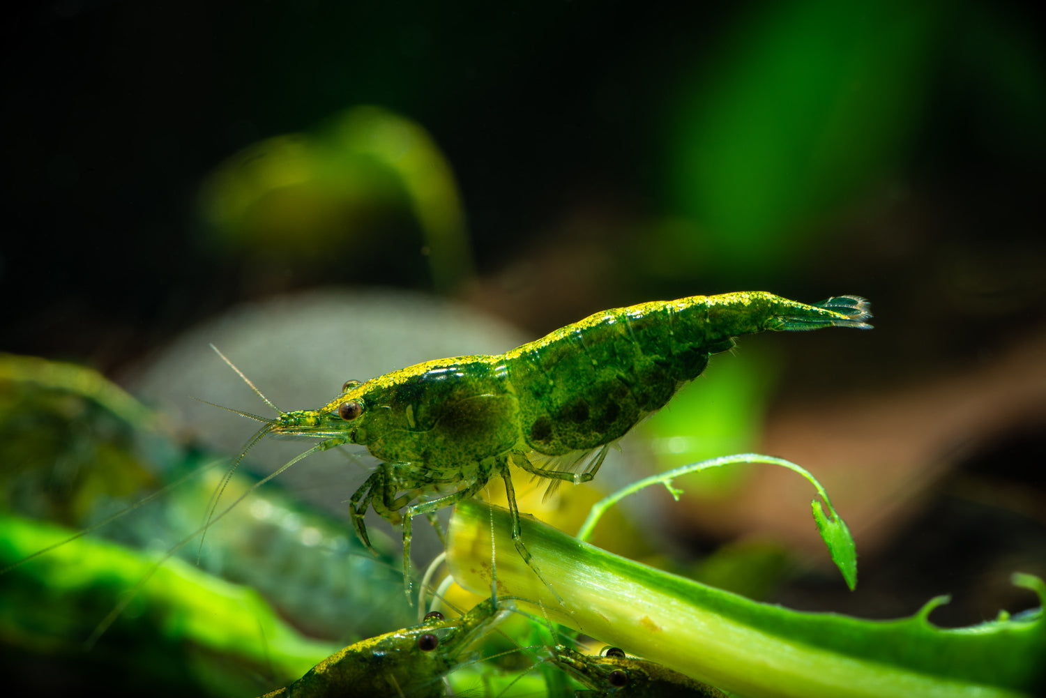 Green Jade Shrimp