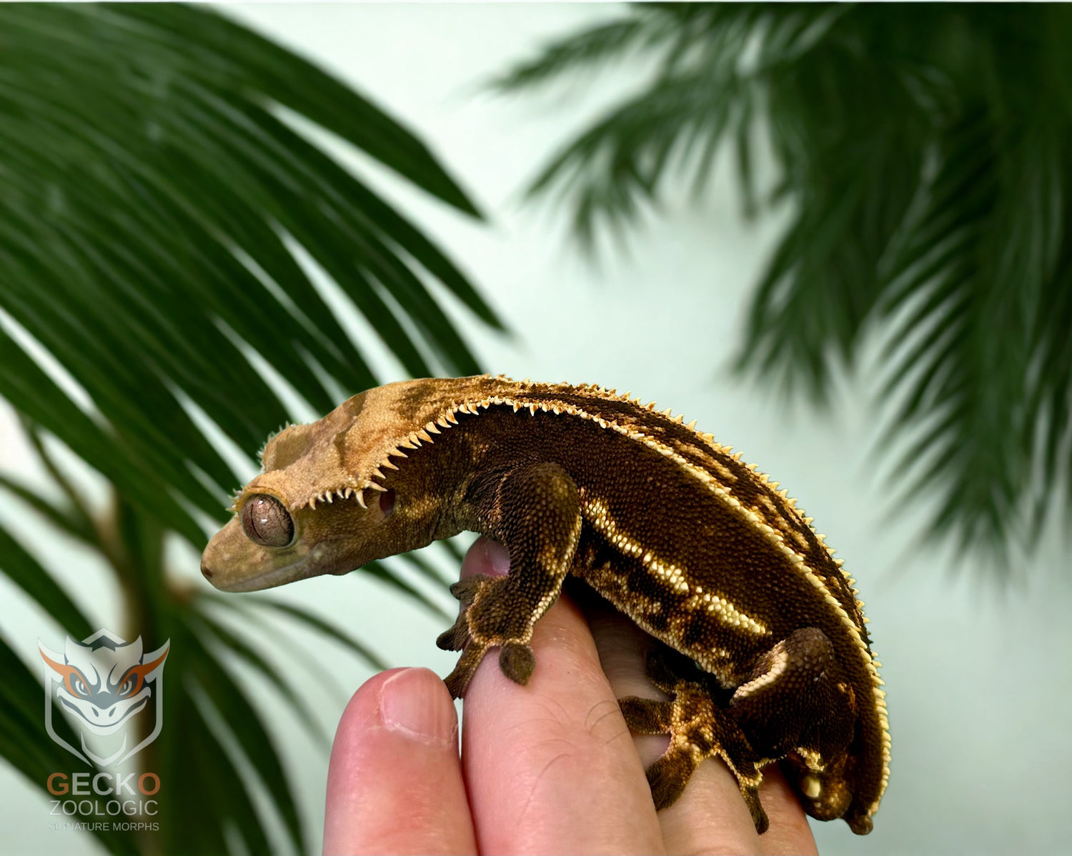 Super Soft Scale Empty Back Crested Gecko Male