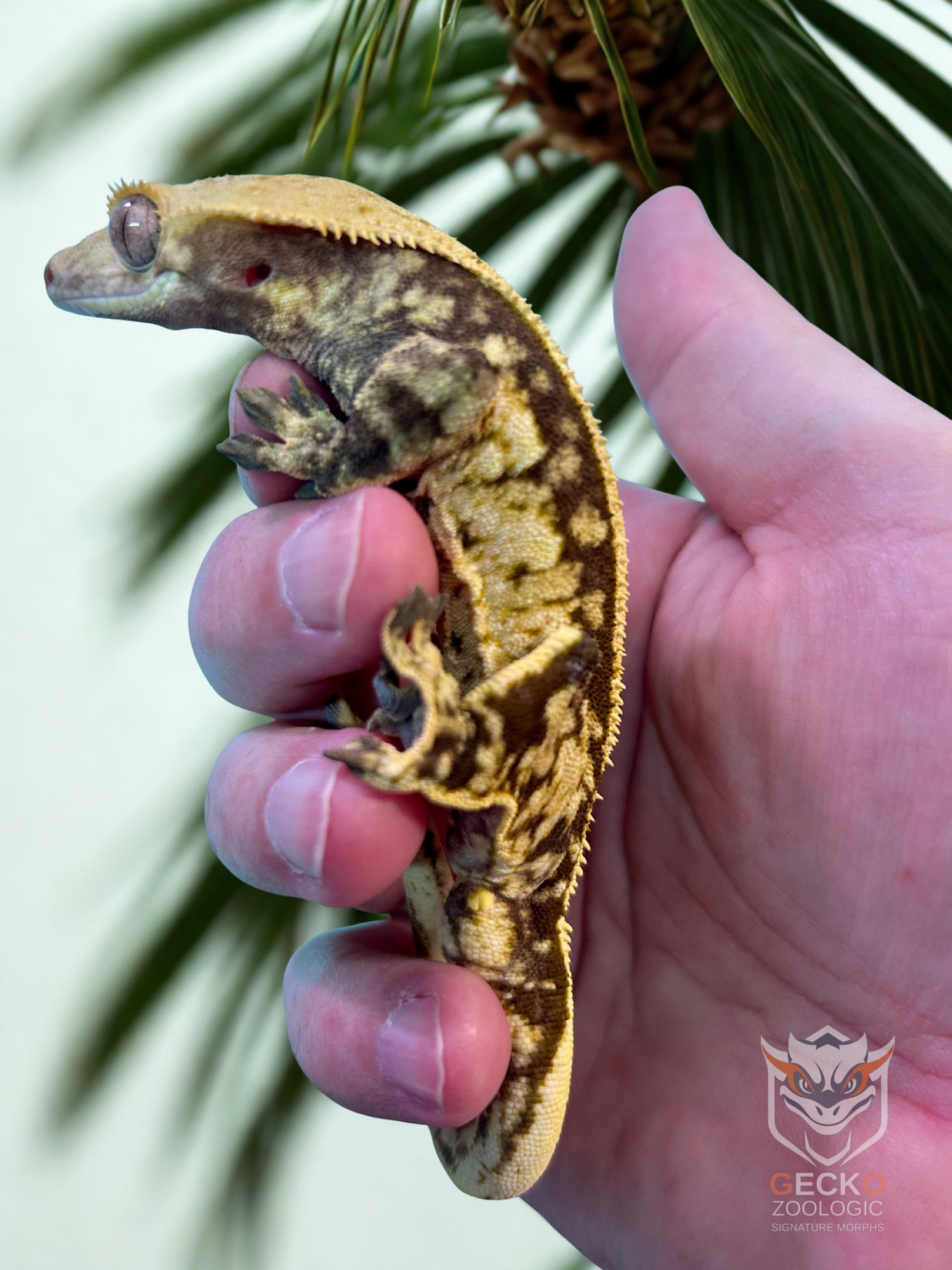 Lavender Cream Pinstripe Crested Gecko Male