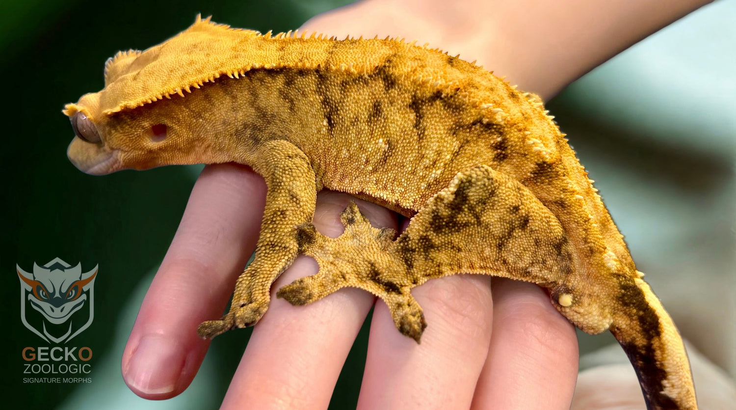 Tangerine Tiger Crested Gecko Male