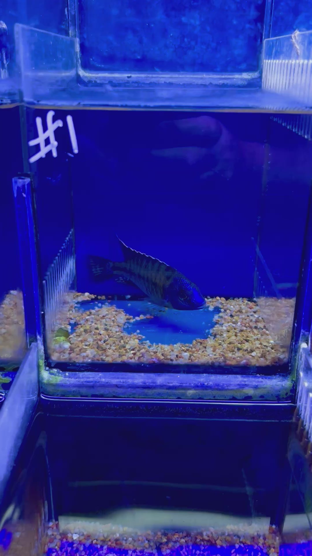 #1 Tangerine Tiger 4