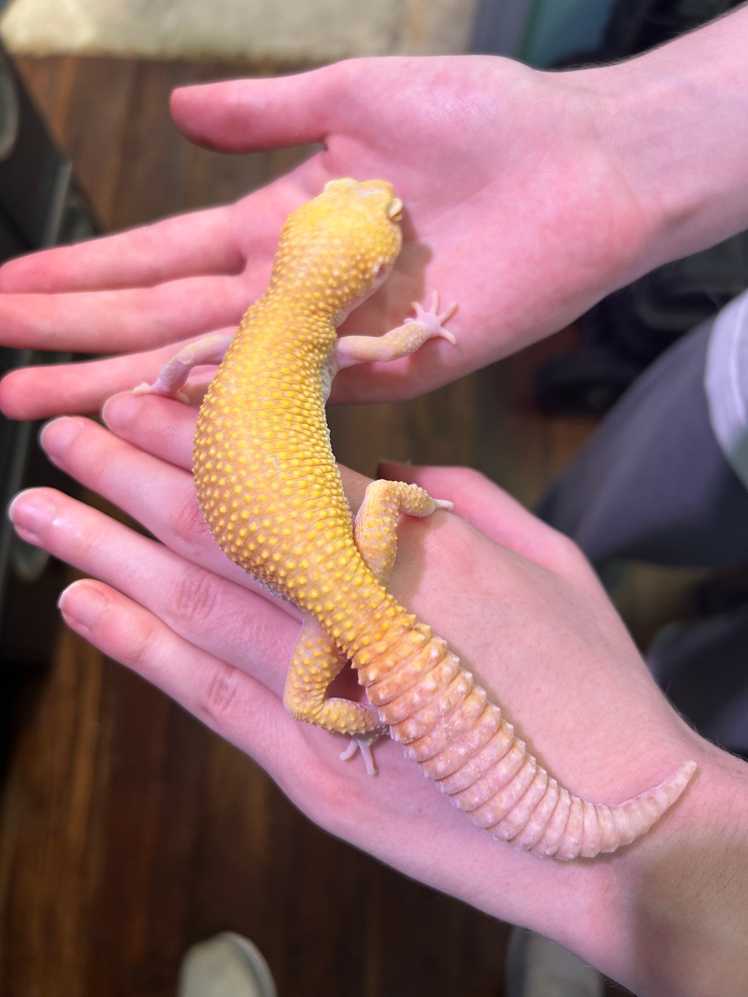 Bell Albino Sunglow Leopard Gecko Female