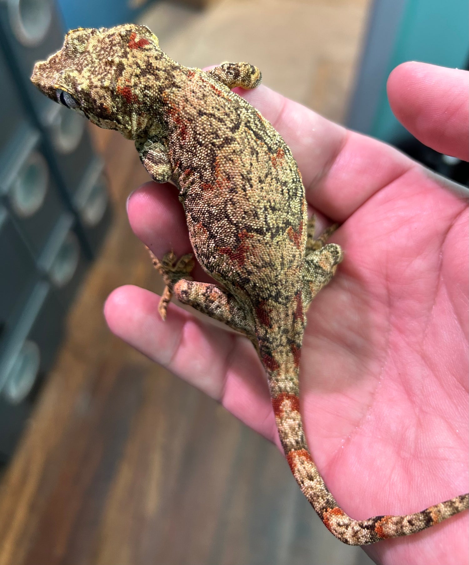 RTB Red Blotch Gargoyle Gecko Female