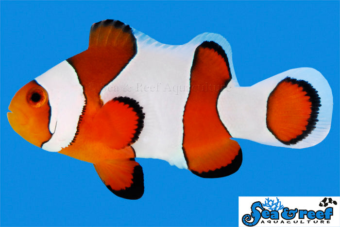 Gladiator Clownfish