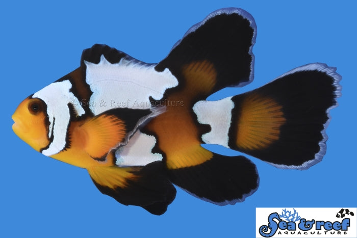 Longfin Black Ice Clownfish