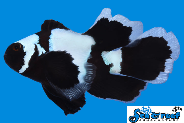Longfin Phantom Clownfish