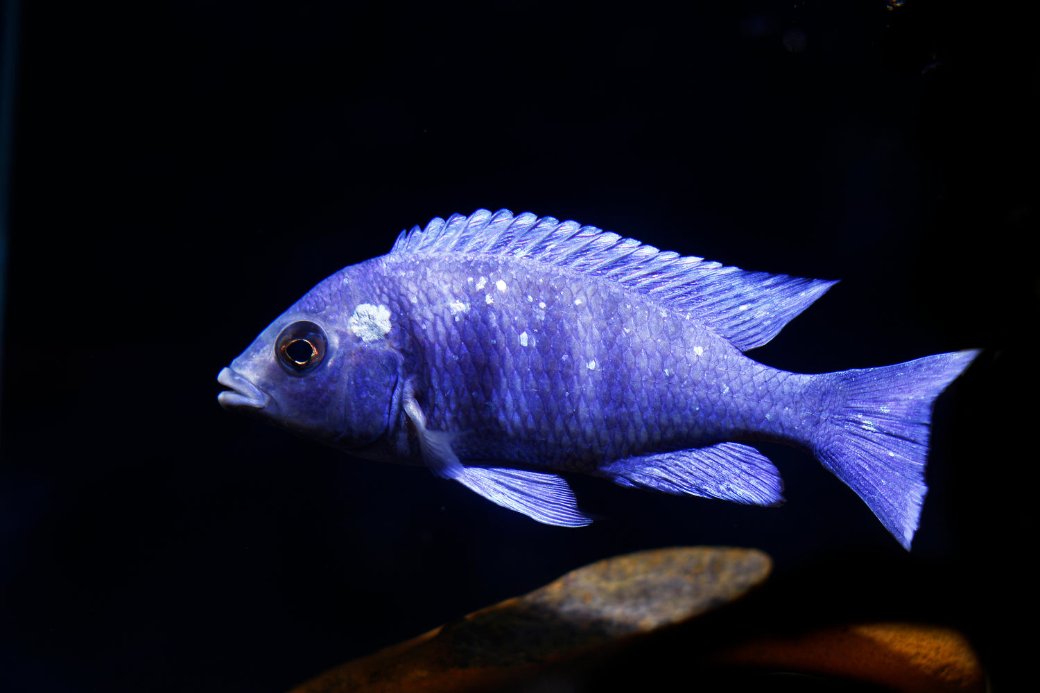 Placidochromis  Star Sapphire Cichlid